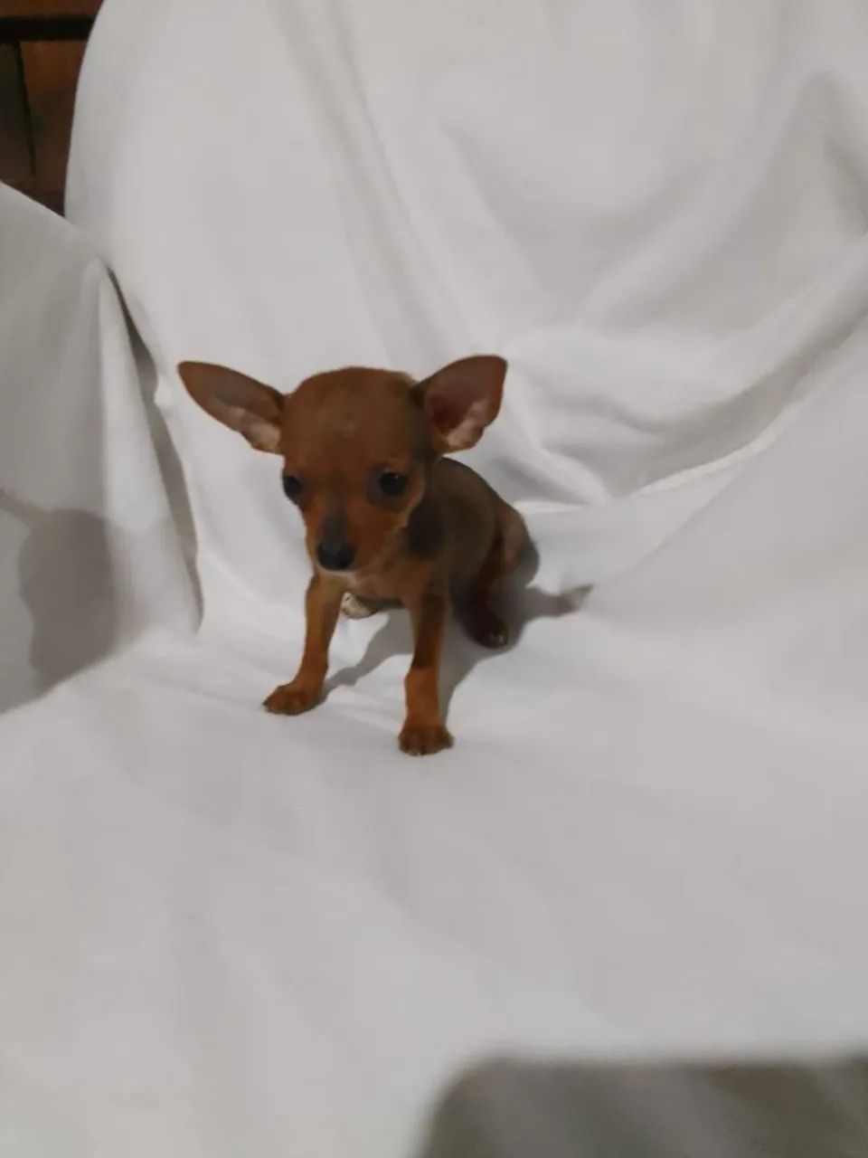 Pinscher Mini macho e fêmea  - Foto 2