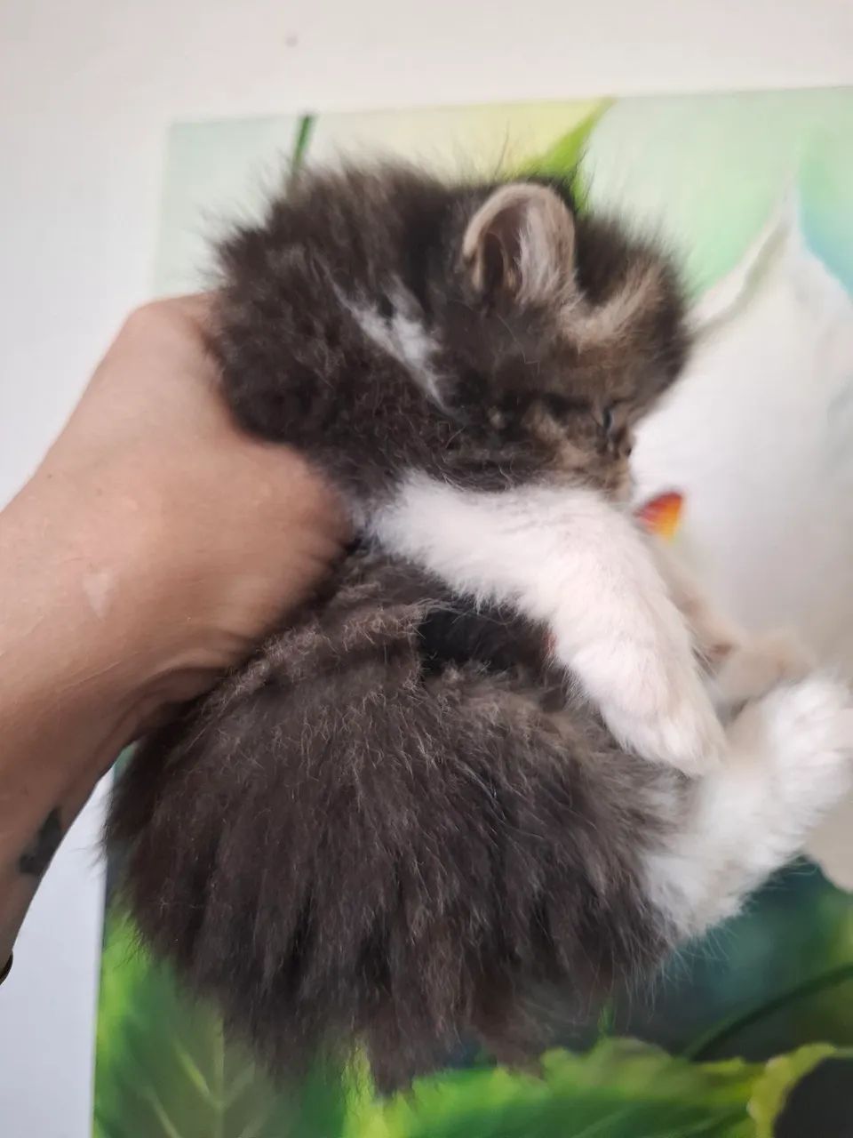 Filhote de gato persa - Foto 2