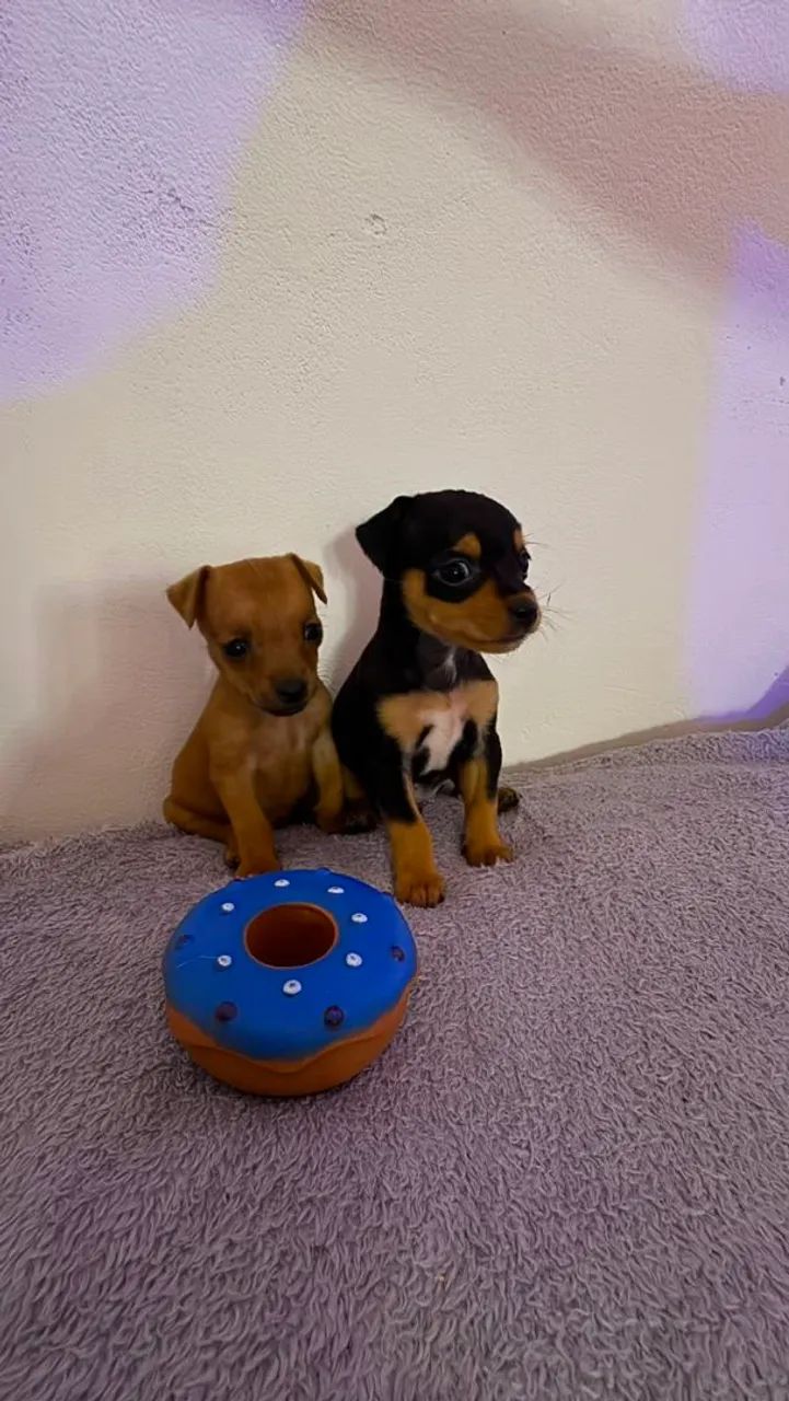 Pinscher Filhote - Foto 4