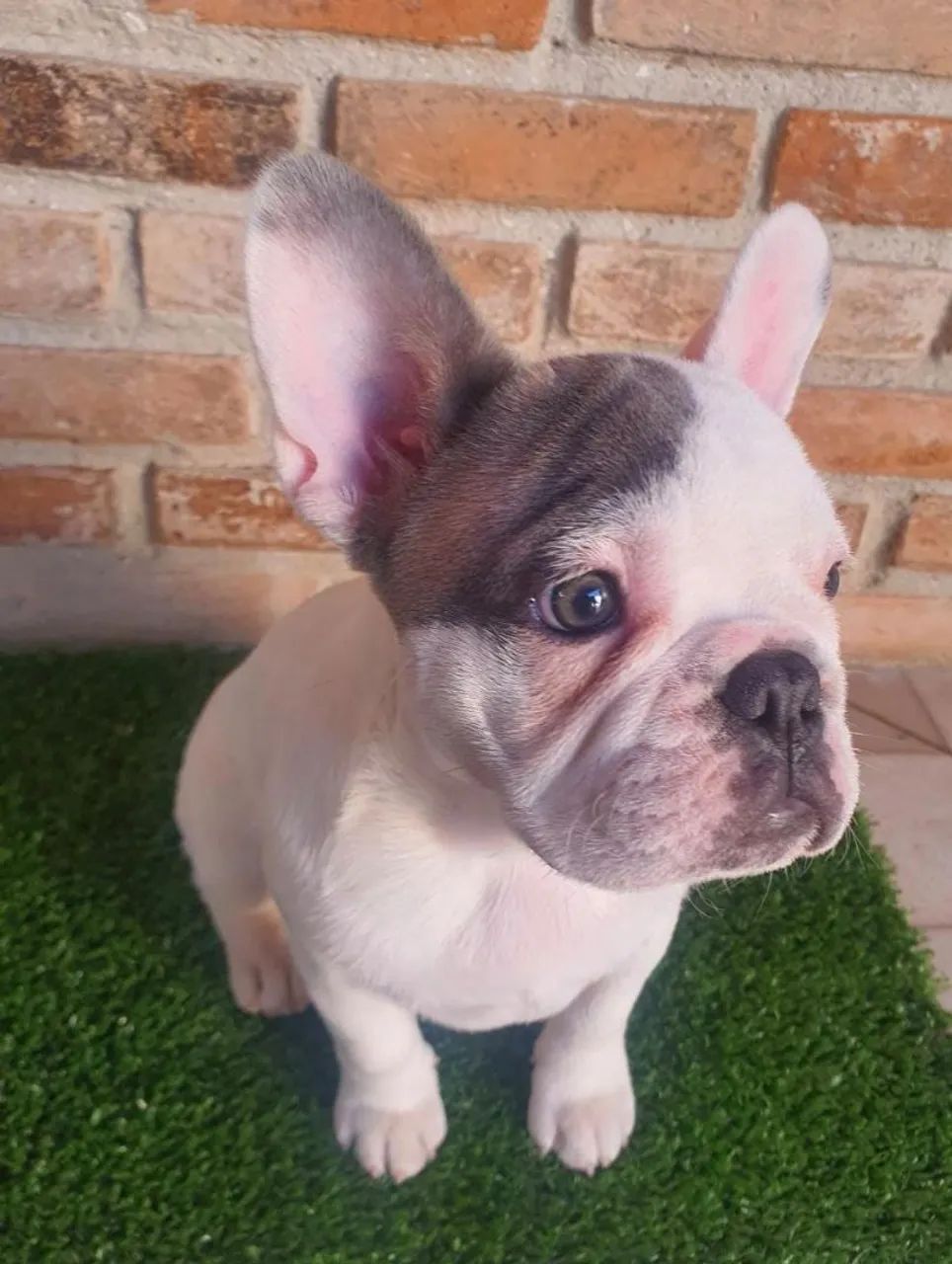 Bulldog francês filhote