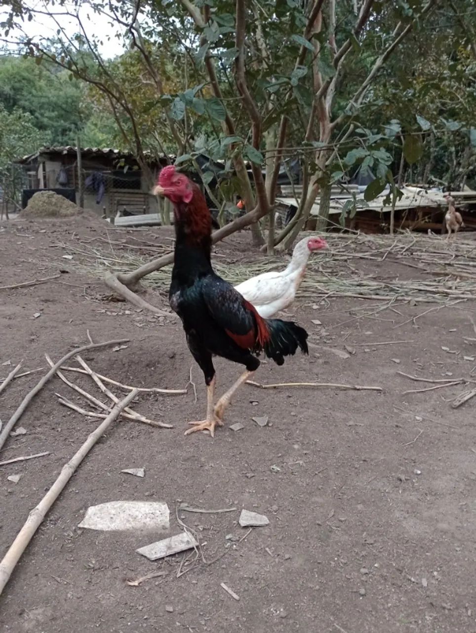 Frango e franga Indio - Foto 4