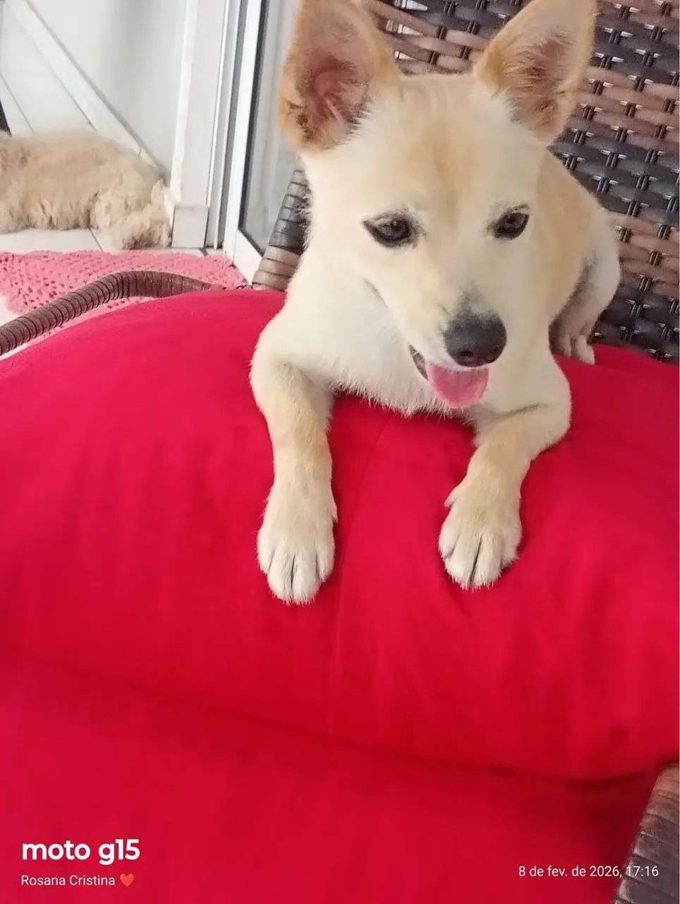 Cachorro  - Foto 3