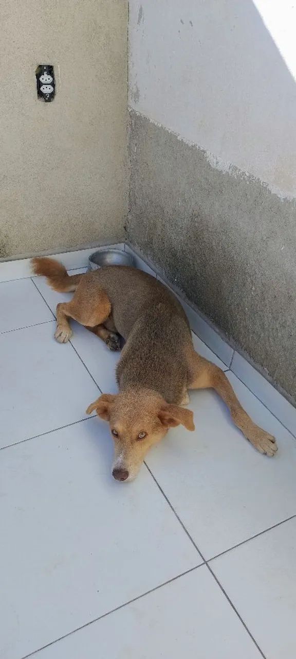 Doação cachorro macho  - Foto 2