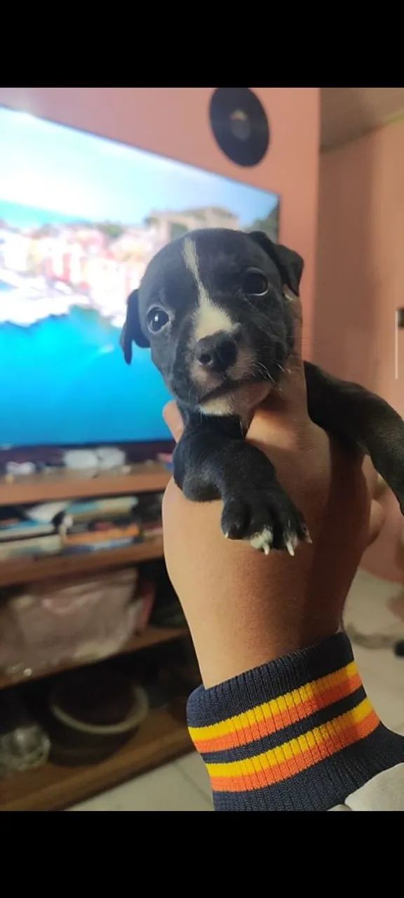 Filhote de Pitmonster no precinho  - Foto 2