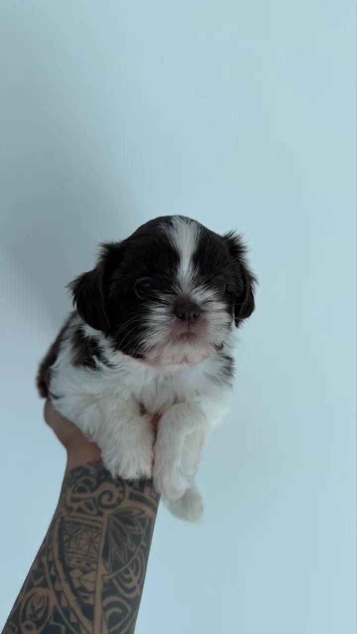 Cachorro shiatsu ou maltês - Foto 4