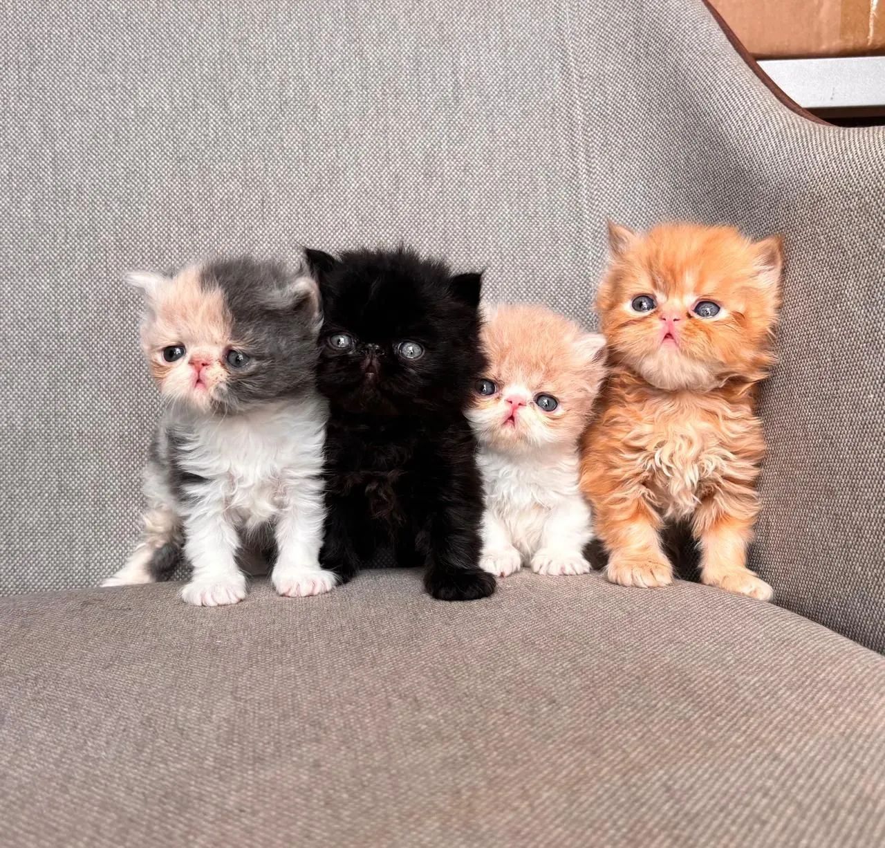 Gatos Persa - Foto 2