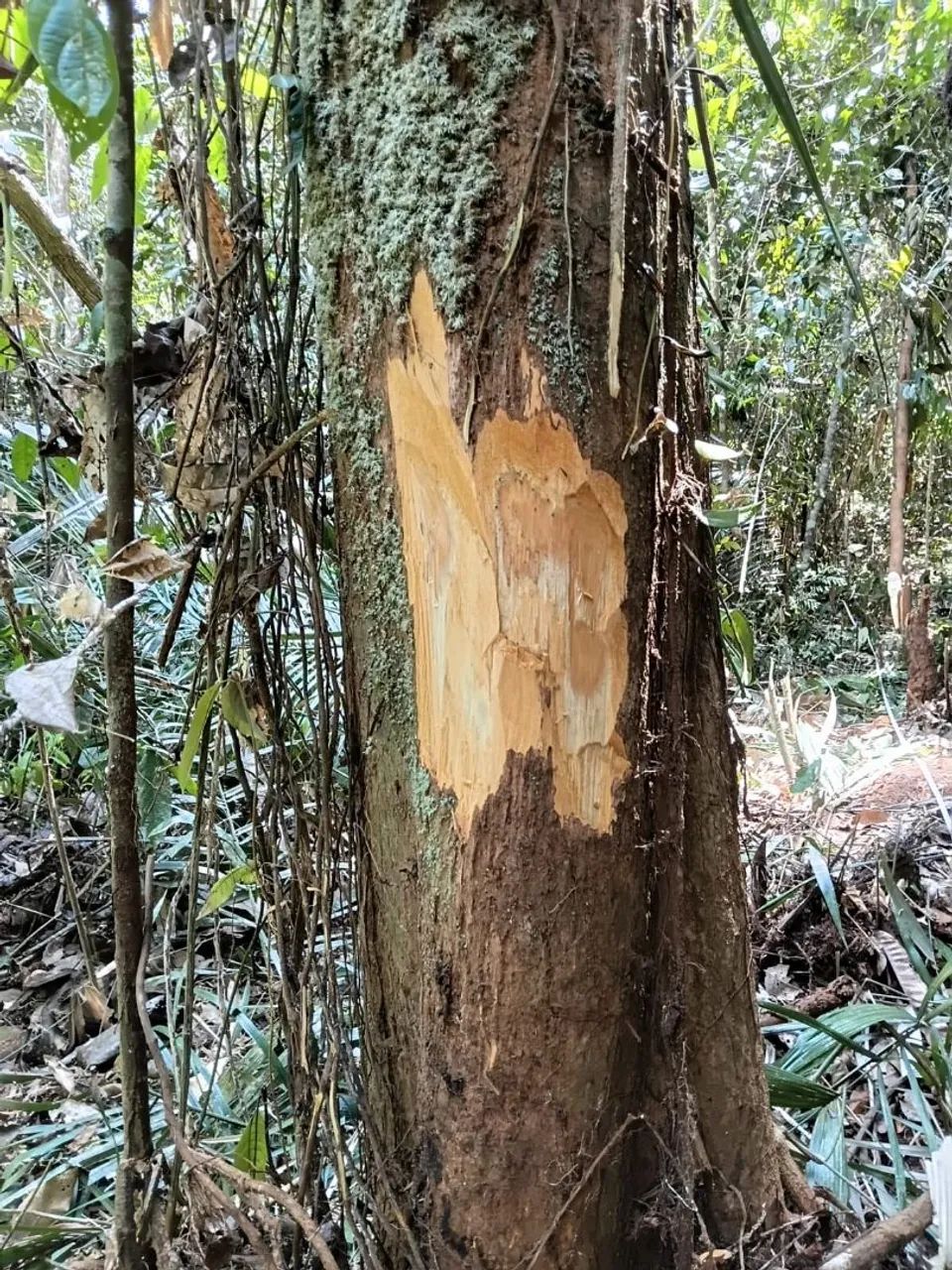 Não tem  - Foto 2