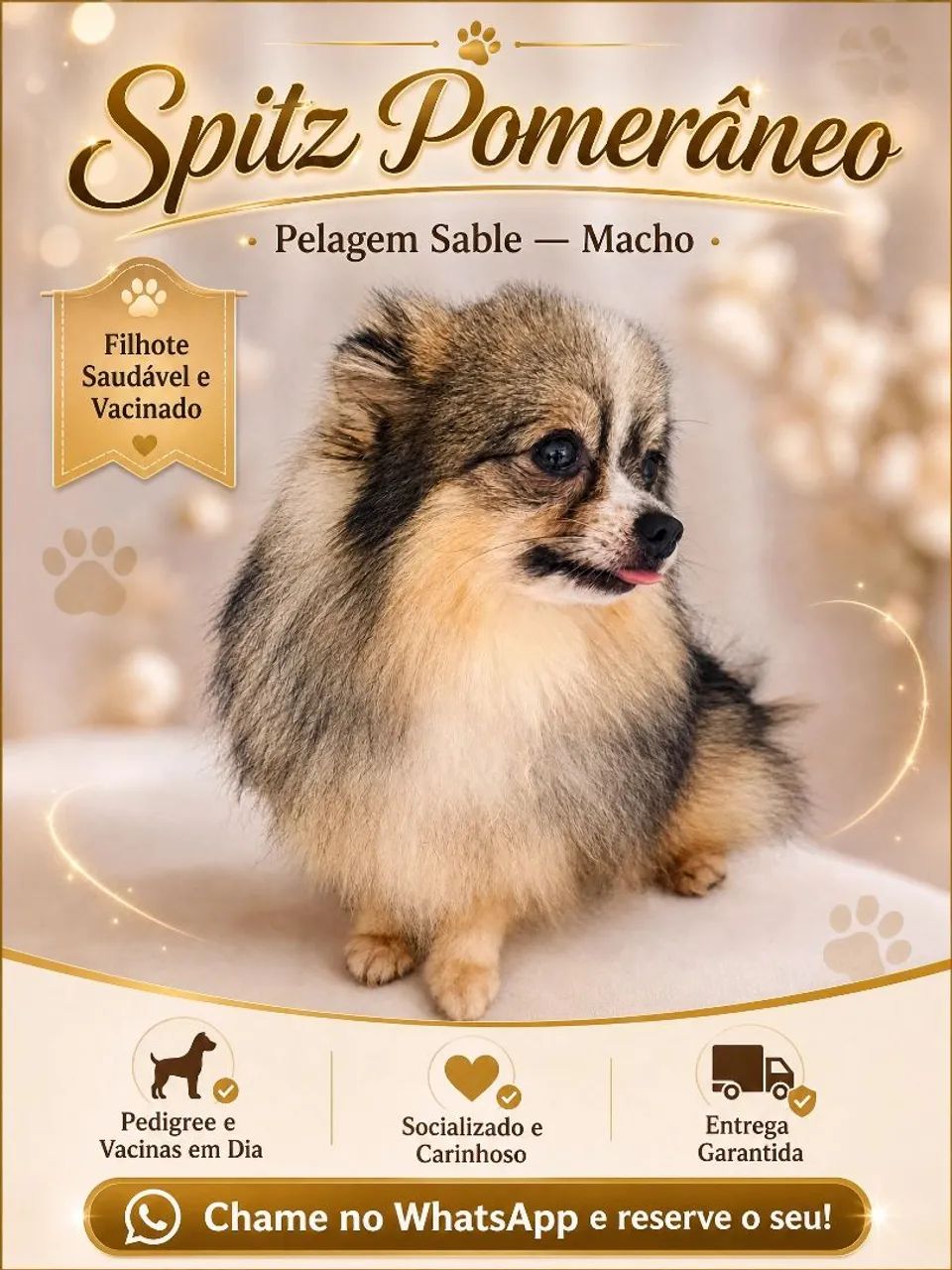 Spitz alemão anão 