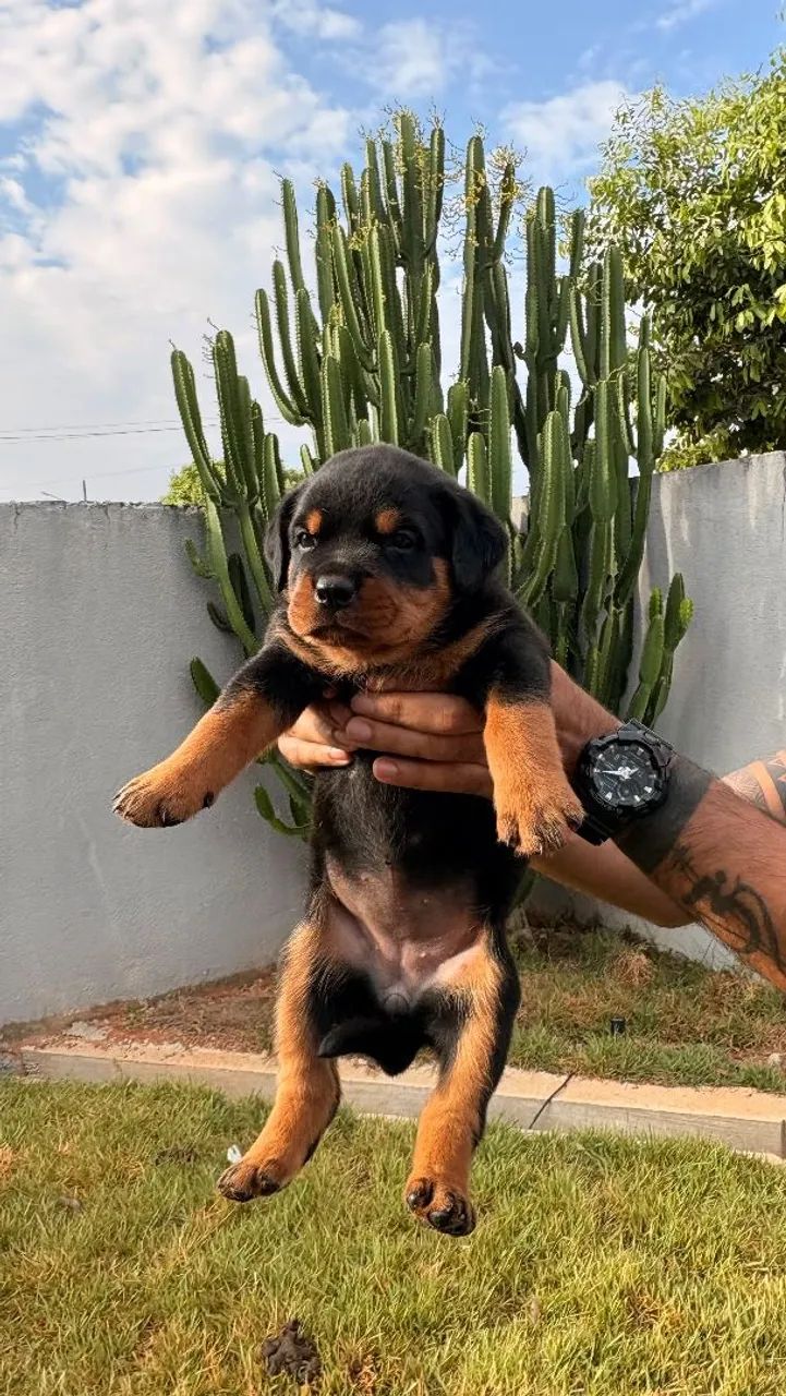 Filhote de Rottweiler  - Foto 2