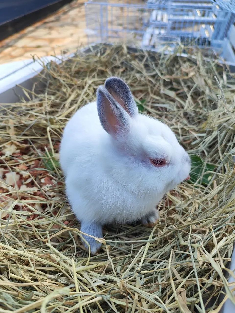 Coelho Netherland Dwarf Himalaio  - Foto 4