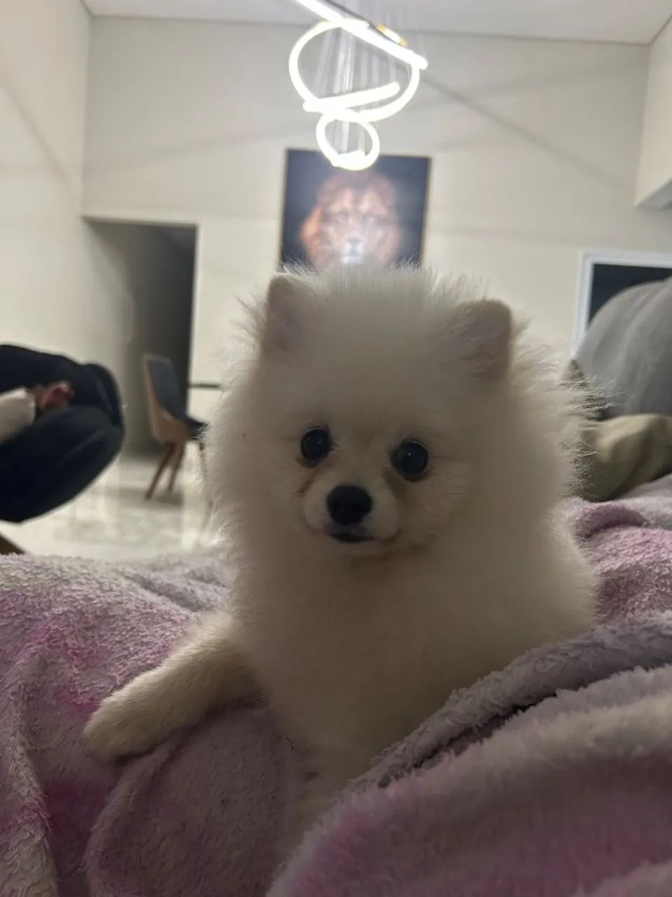 Lulu macho - Foto 2