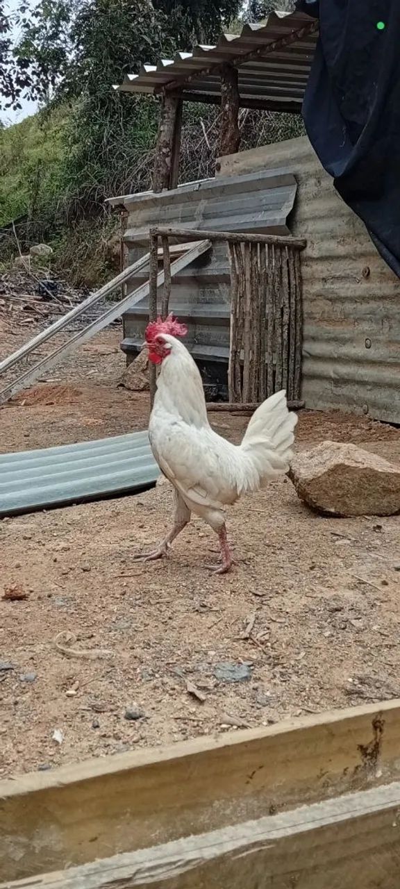 Galo