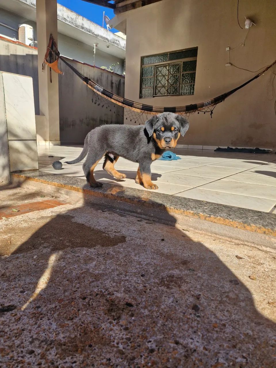 Filhotes de rottweiler  - Foto 5