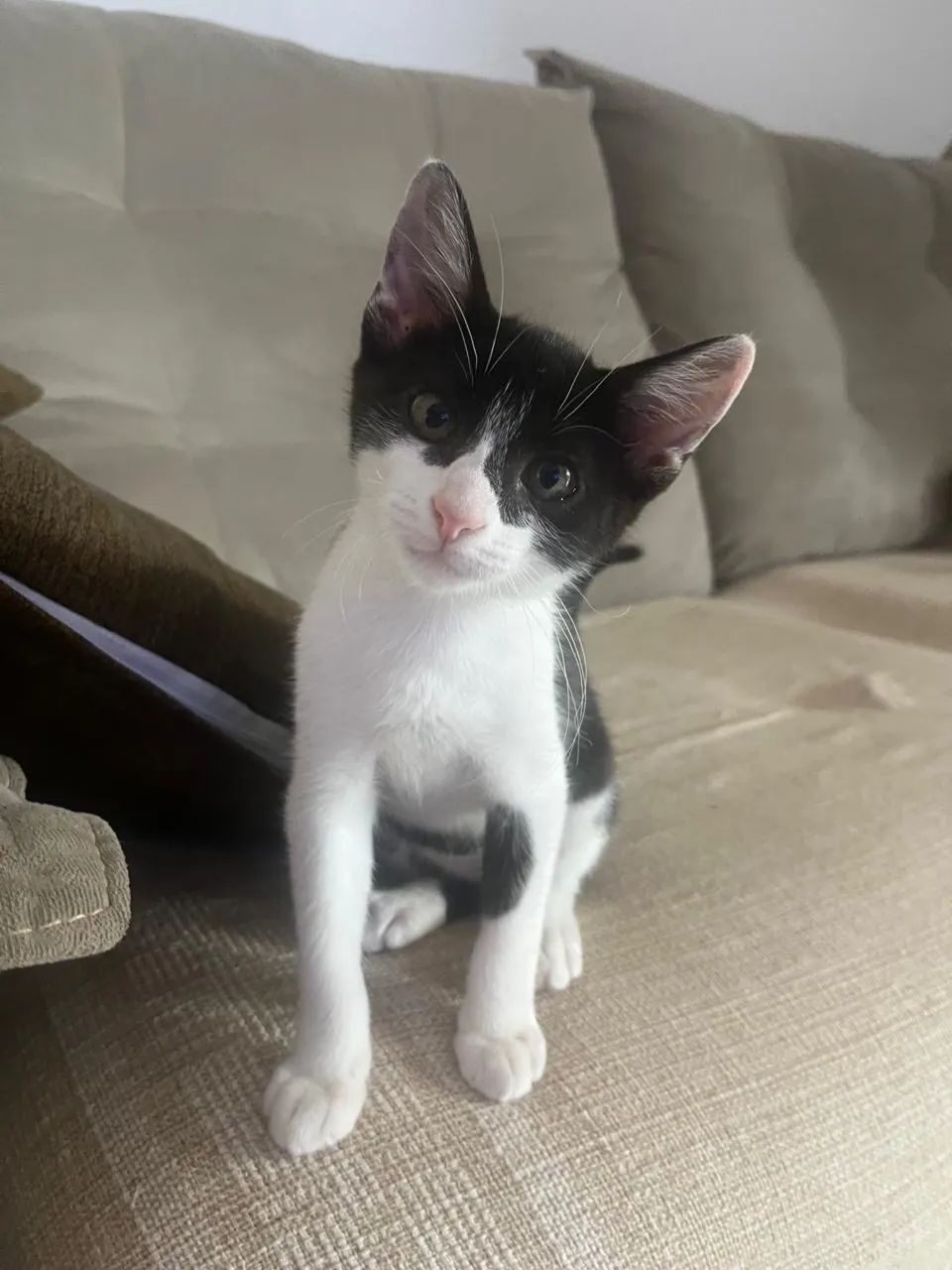 Doação de gatinhos 