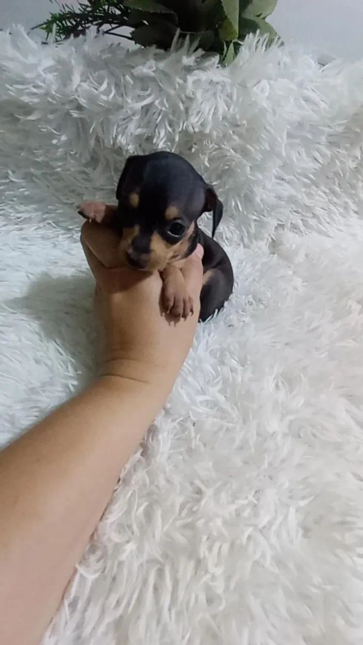 Pinscher zerinho macho - Foto 4
