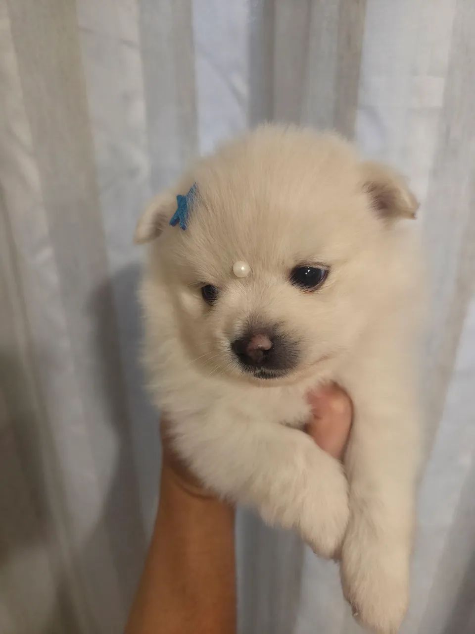 Filhote Lulu Spitz - Foto 2