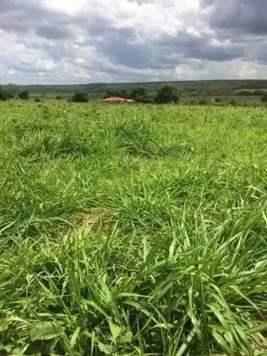 Fazenda - Foto 5