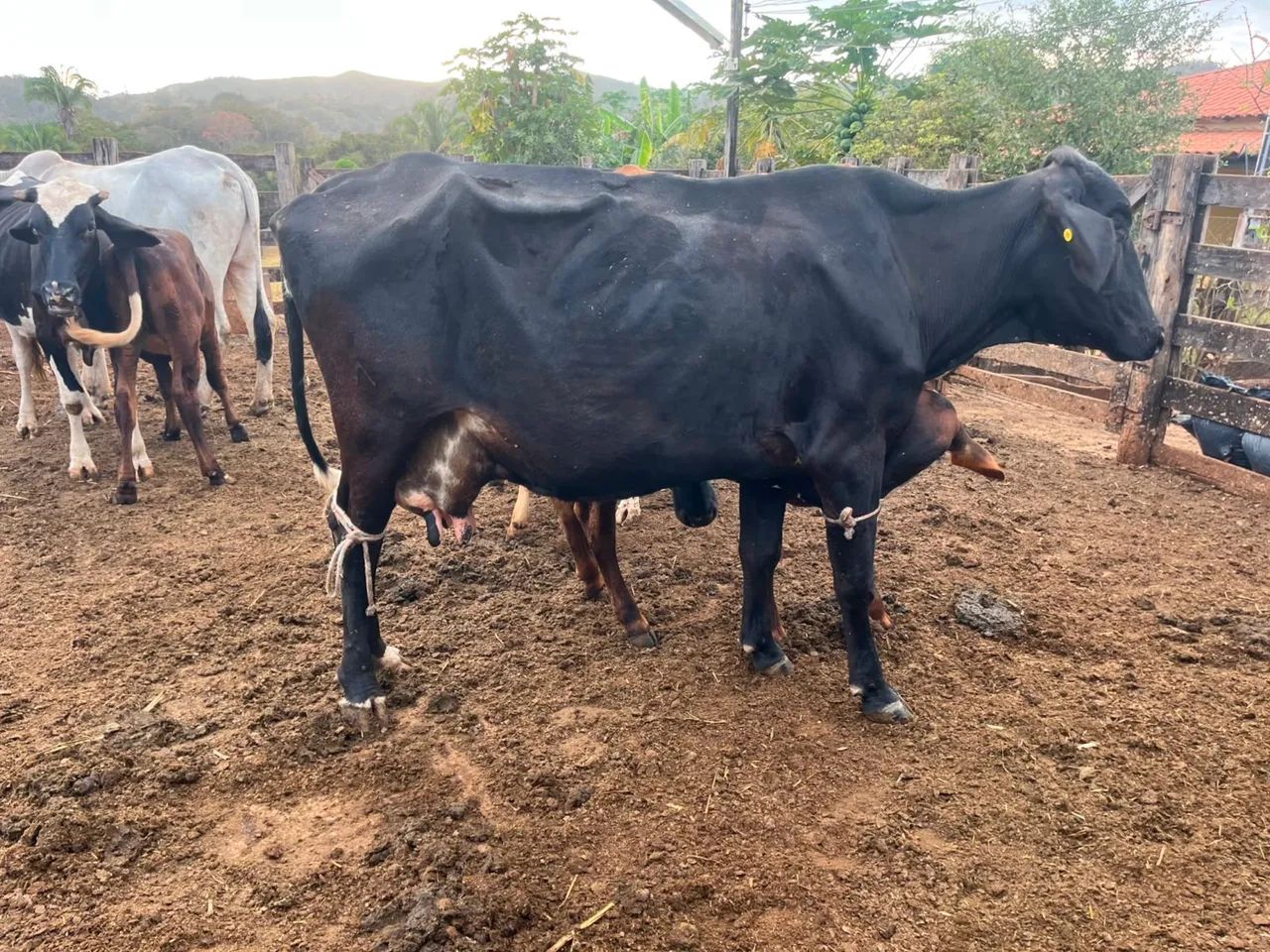 Vaca - Foto 5