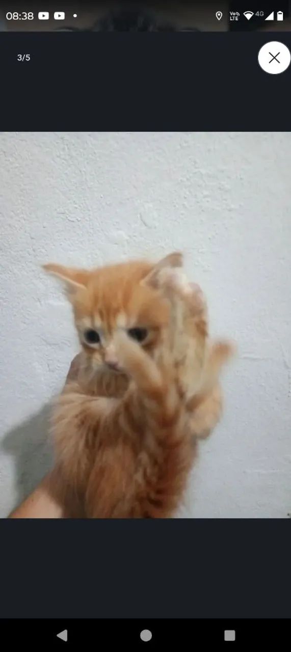 Gatinho para doar  - Foto 2