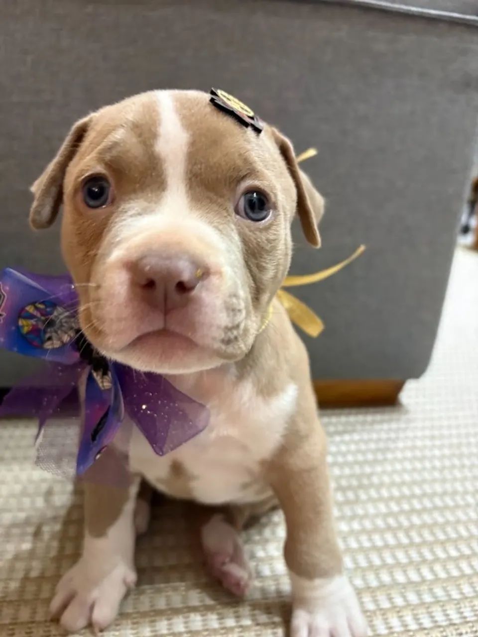 Filhotes de American Bully