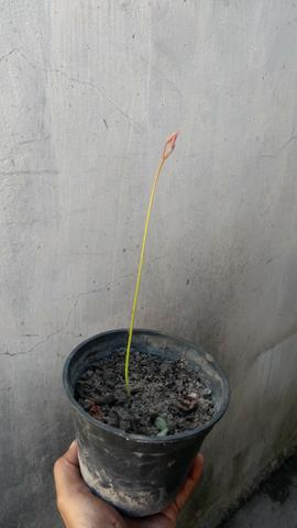 Mudas de Rambutã (faço a entrega*) - Foto 3