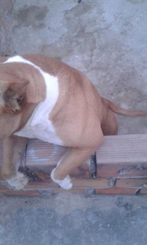 American bully