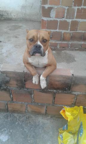 American bully - Foto 3