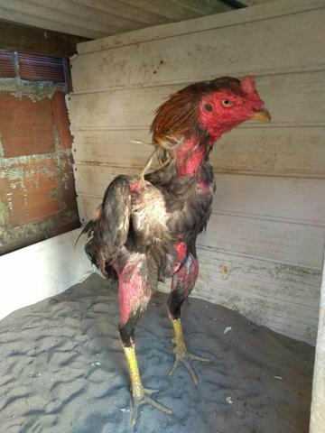 Vendo frango e galos de boa qualidade - Foto 6