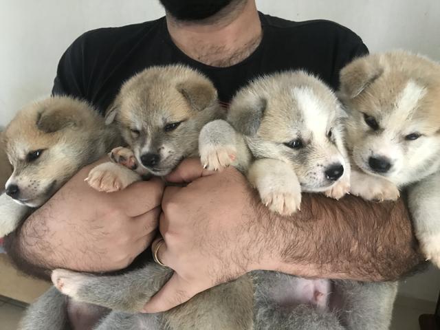 Filhotes de Akita inu - Foto 2