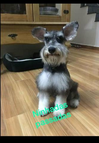 Schnauzer Mini