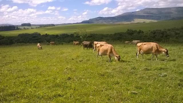 Chácaras Agroecológicas - Foto 3