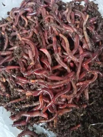 100 MINHOCAS CALIFORNIANAS VERMELHAS PARA COMPOSTAGEM E ALIMENTAÇÃO DE PEIXES R$ 45,00 - Foto 3