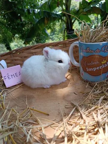 PÁSCOA - Anão Importado - Coelho Netherland Dwarf