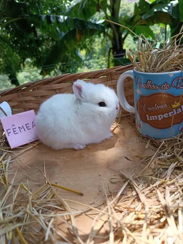 PÁSCOA - Anão Importado - Coelho Netherland Dwarf