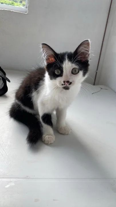 Gatinha para adoção