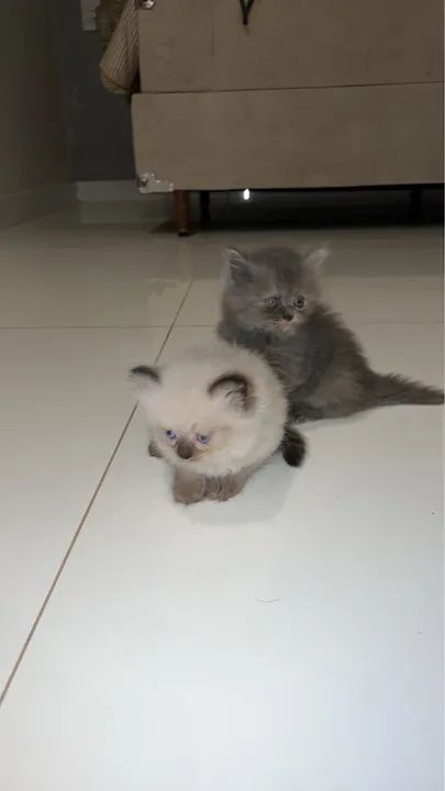 Gatinho persa cinza muito fofo