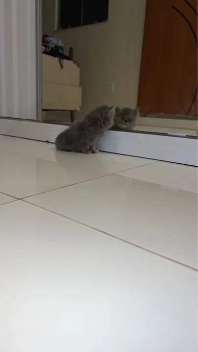 Gatinho persa cinza muito fofo - Foto 5