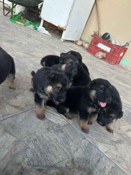 Filhotes de Pastor Alemão - Foto 6