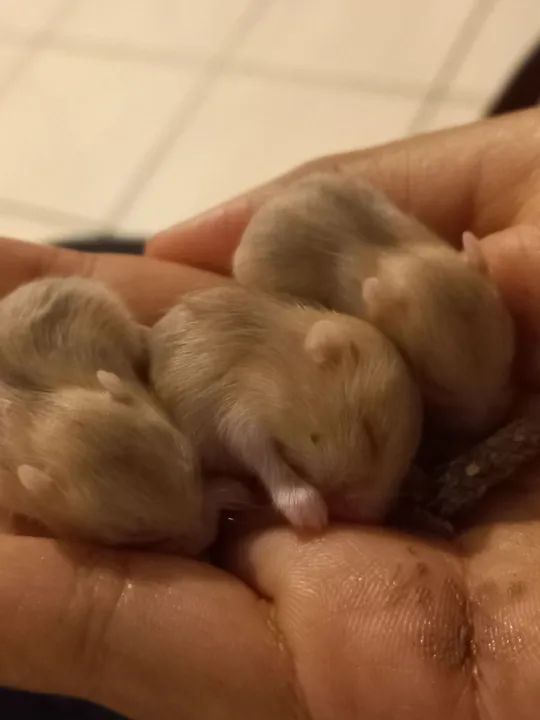 Hamster anão russo  - Foto 5