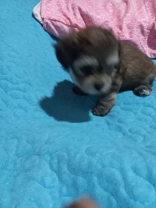 Filhote de Shih Tzu com maltês $650 - Foto 2