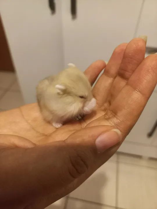 Hamster anão russo  - Foto 2