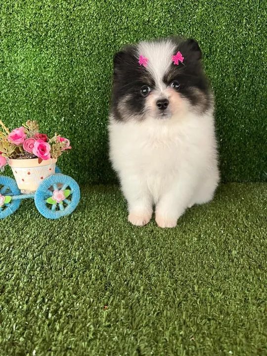 Spitz alemão bicolor  - Foto 2