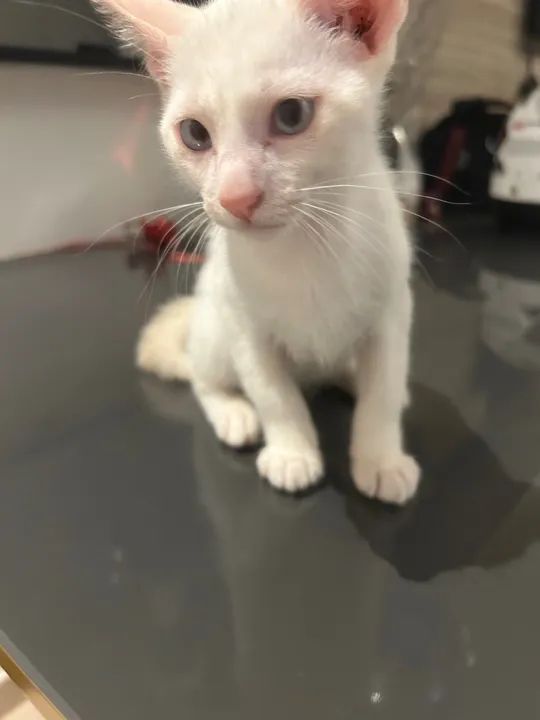 Gatinho Branco e Lindo para Adoção - Foto 5