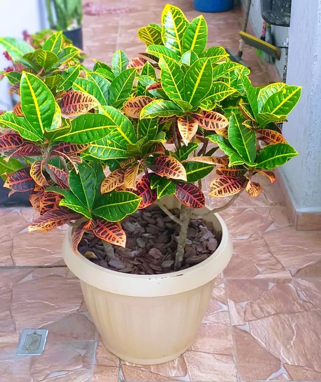 Cróton em Vaso - Foto 6