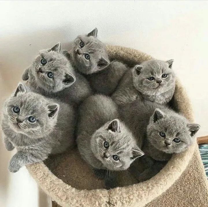 Gatinhos British Shorthair Cinza - Havila filhotes  - Foto 3