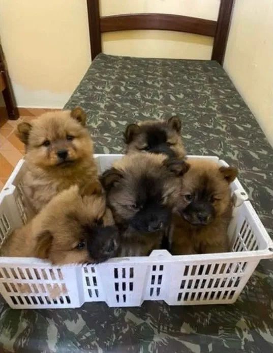 Filhotes de Chow Chow | Chow Chow a pronta entrega | Hero Dog?s 