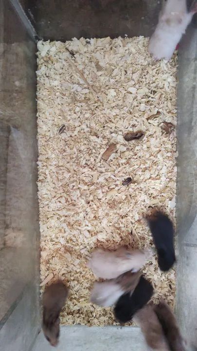 Hamster Sírio  - Foto 3