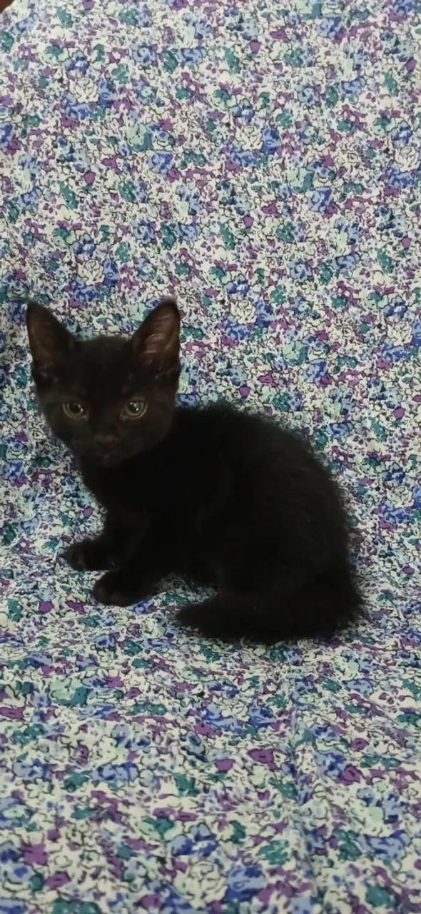Gatinho preto adorável para adoção