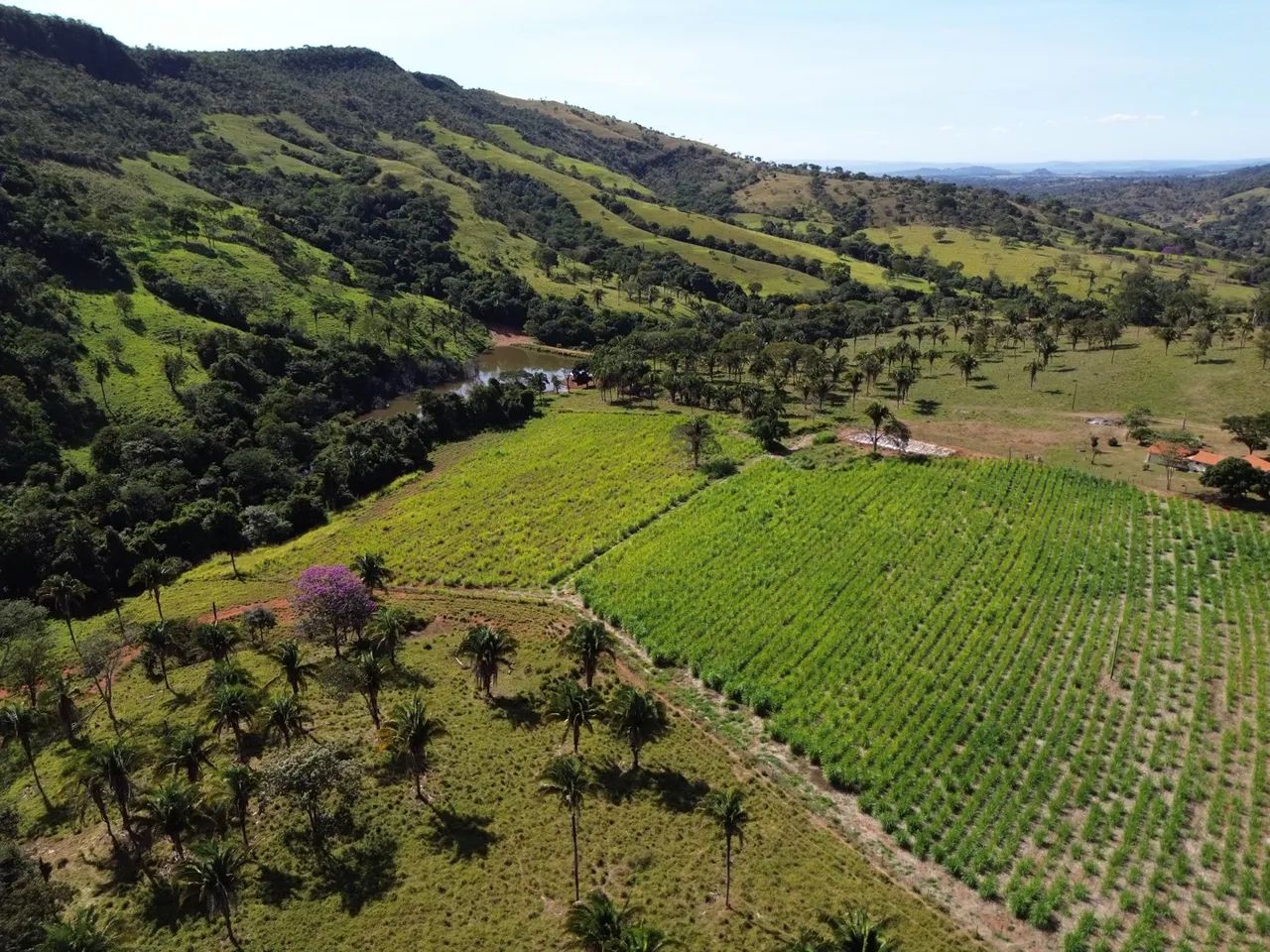Fazendo cocalzinho de 125 alqueires  - Foto 4