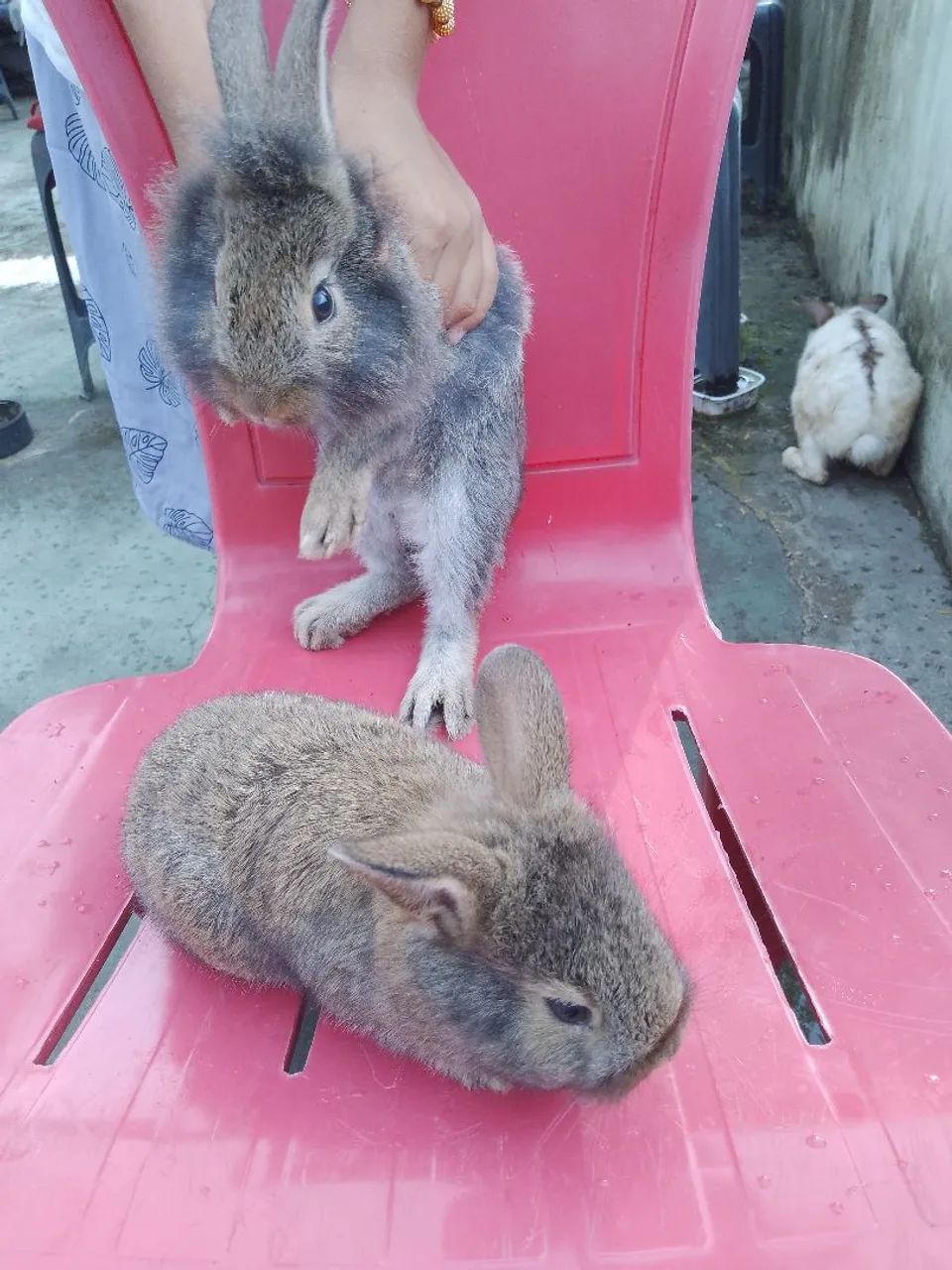 Dois coelhos fofinhos 